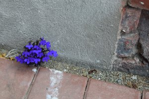 living in victoria bc, writing online, writing jobs online, online writing, online creative writing, creative writing online, creative writing canada, writing career, writing as a career, career in writing, creative writing careers, freelance writing career, essay editor, freelance editor, online essay editor, freelance editors, professional editor, professional editors, editors victoria, editor servies, finding an editor, bc writers, victoria writers, writer and editor, 